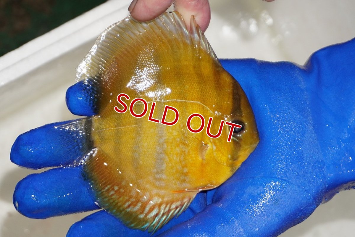 画像2: 【ウィンターセール対象個体】【ワイルドディスカス】【通販】ウラリアソリッドイエローセンターバー　ヤングスター（金目）【個体販売】9-11cm（生体）ウラリア産 (2)