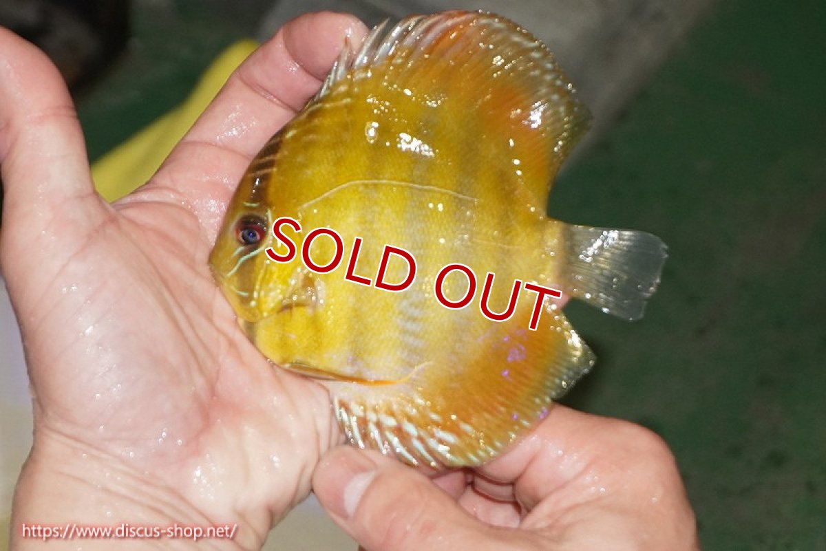 画像1: 【除夜の鐘20260円】【ワイルドディスカス】【通販】ウラリアソリッドイエローセンターバー　ヤングスター【個体販売】9-11cm（生体）ウラリア産【クーポン割引き有り！詳細は説明欄で】 (1)