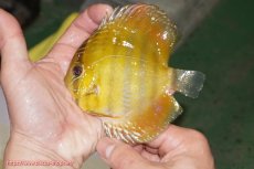 画像1: 【ウィンターセール対象個体】【ワイルドディスカス】【通販】ウラリアソリッドイエローセンターバー　ヤングスター【個体販売】9-11cm（生体）ウラリア産 (1)