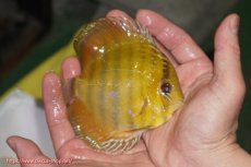 画像2: 【ウィンターセール対象個体】【ワイルドディスカス】【通販】ウラリアソリッドイエローセンターバー　ヤングスター【個体販売】9-11cm（生体）ウラリア産 (2)