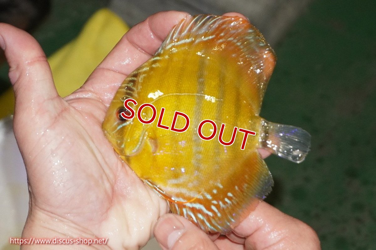 画像1: 【ウィンターセール対象個体】【ワイルドディスカス】【通販】【実は激レア ソリッドイエロー】ウラリアソリッドイエロー　ヤングスター【個体販売】9-11cm（生体）ウラリア産 (1)