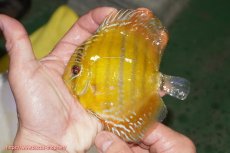 画像1: 【ウィンターセール対象個体】【ワイルドディスカス】【通販】【実は激レア ソリッドイエロー】ウラリアソリッドイエロー　ヤングスター【個体販売】9-11cm（生体）ウラリア産 (1)