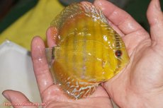 画像2: 【ウィンターセール対象個体】【ワイルドディスカス】【通販】【実は激レア ソリッドイエロー】ウラリアソリッドイエロー　ヤングスター【個体販売】9-11cm（生体）ウラリア産 (2)