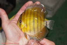 画像1: 【ウィンターセール対象個体】【ワイルドディスカス】【通販】【実は激レア ソリッドイエロー】ウラリアソリッドイエロー　ヤングスター【個体販売】9-11cm（生体）ウラリア産 (1)