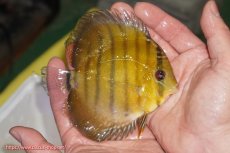 画像2: 【ウィンターセール対象個体】【ワイルドディスカス】【通販】【実は激レア ソリッドイエロー】ウラリアソリッドイエロー　ヤングスター【個体販売】9-11cm（生体）ウラリア産 (2)