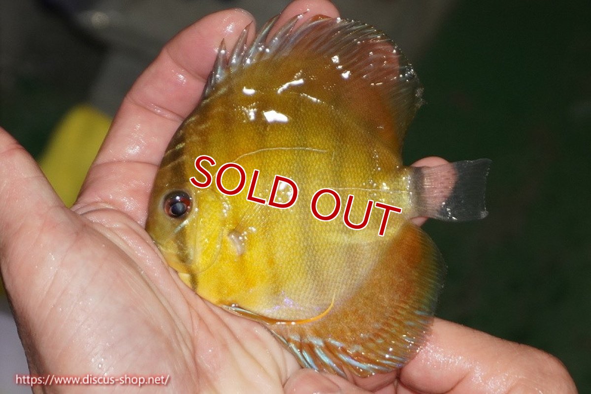 画像1: 【除夜の鐘20260円】【ワイルドディスカス】【通販】【実は激レア ソリッドイエロー】ウラリアソリッドイエロー　ヤングスター【個体販売】9-11cm（生体）ウラリア産【クーポン割引き有り！詳細は説明欄で】 (1)