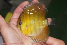 画像1: 【ウィンターセール対象個体】【ワイルドディスカス】【通販】【実は激レア ソリッドイエロー】ウラリアソリッドイエロー　ヤングスター【個体販売】9-11cm（生体）ウラリア産 (1)