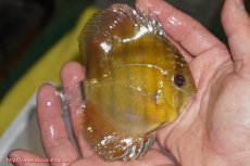 画像2: 【ウィンターセール対象個体】【ワイルドディスカス】【通販】【実は激レア ソリッドイエロー】ウラリアソリッドイエロー　ヤングスター【個体販売】9-11cm（生体）ウラリア産 (2)