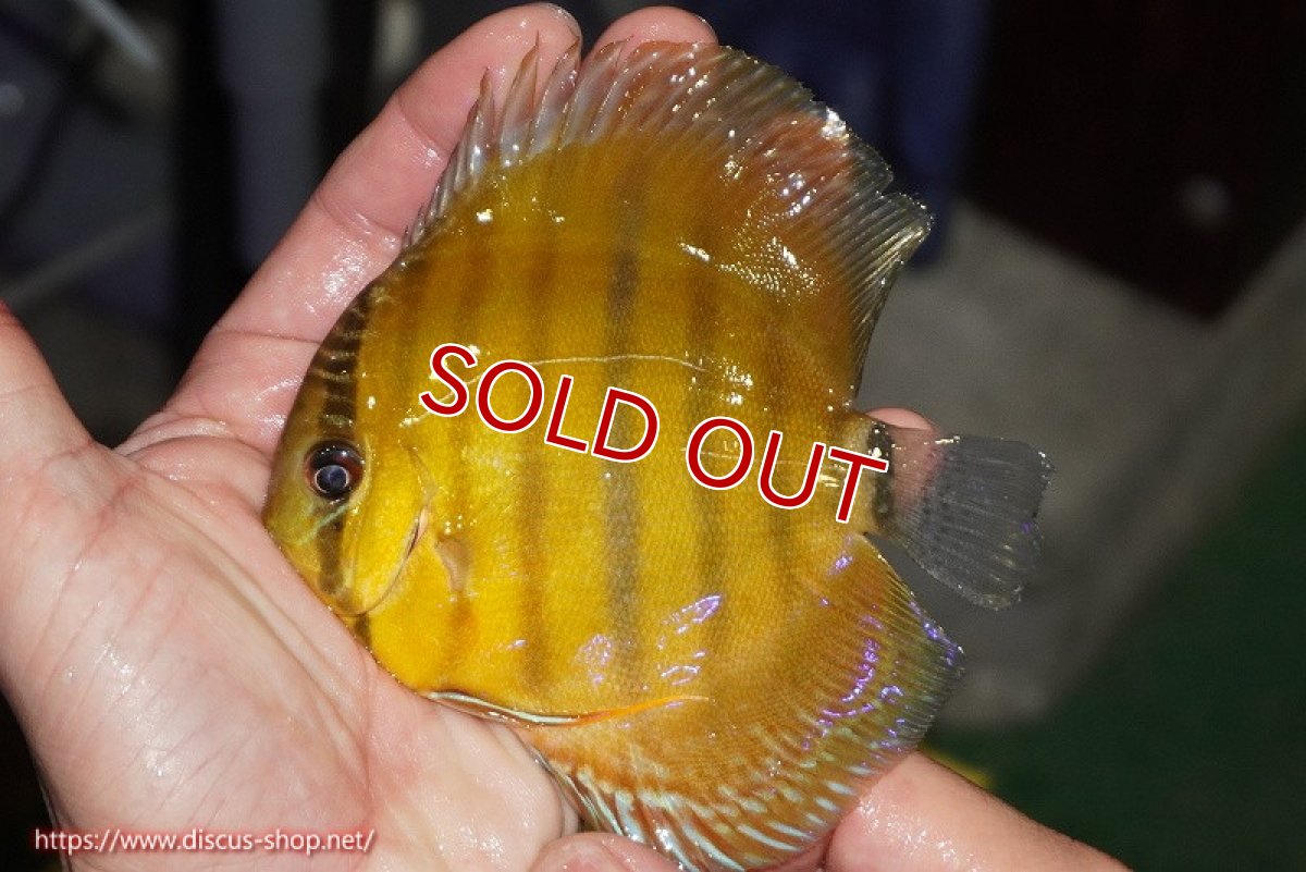 画像1: 【決算セール対象個体】【ワイルドディスカス】【通販】ウラリアソリッドイエローセンターバー　ヤングスター【個体販売】9-11cm（生体）ウラリア産 (1)