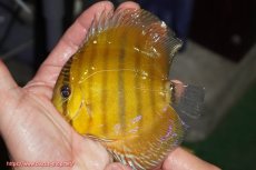 画像1: 【ウィンターセール対象個体】【ワイルドディスカス】【通販】ウラリアソリッドイエローセンターバー　ヤングスター【個体販売】9-11cm（生体）ウラリア産 (1)