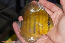 画像2: 【ウィンターセール対象個体】【ワイルドディスカス】【通販】ウラリアソリッドイエローセンターバー　ヤングスター【個体販売】9-11cm（生体）ウラリア産 (2)