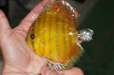 画像1: 【ウィンターセール対象個体】【ワイルドディスカス】【通販】【実は激レア ソリッドイエロー】ウラリアソリッドイエロー　ヤングスター【個体販売】9-11cm（生体）ウラリア産 (1)