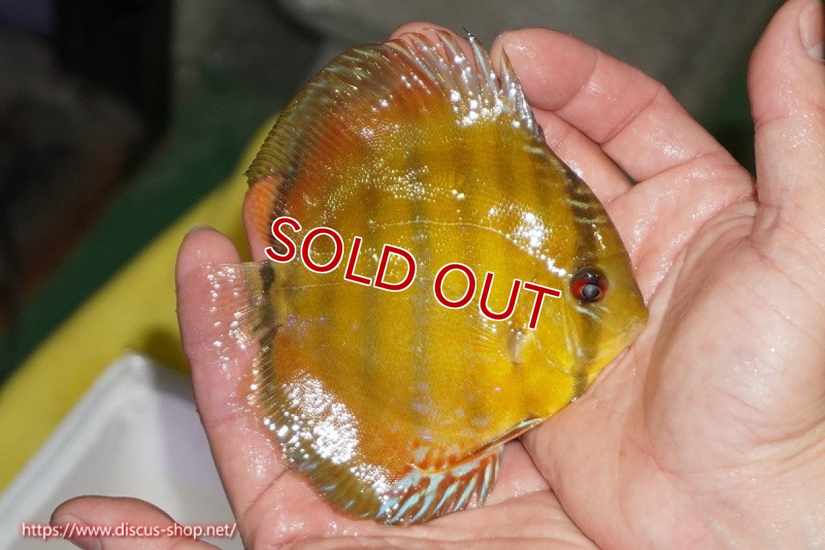 画像2: 【除夜の鐘20260円】【ワイルドディスカス】【通販】【実は激レア ソリッドイエロー】ウラリアソリッドイエロー　ヤングスター【個体販売】9-11cm（生体）ウラリア産【クーポン割引き有り！詳細は説明欄で】 (2)