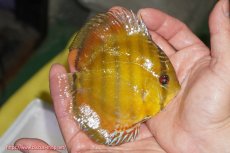 画像2: 【ウィンターセール対象個体】【ワイルドディスカス】【通販】【実は激レア ソリッドイエロー】ウラリアソリッドイエロー　ヤングスター【個体販売】9-11cm（生体）ウラリア産 (2)