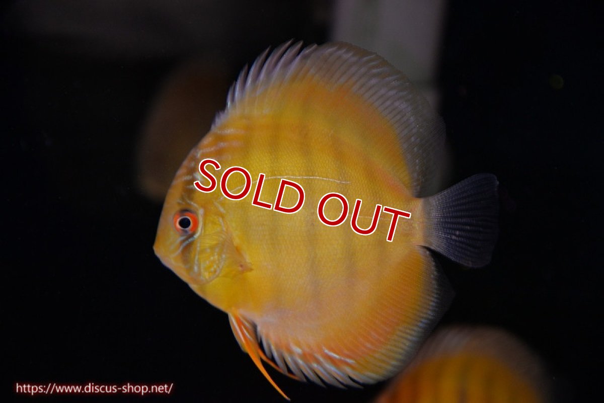 画像1: 【除夜の鐘20260円】【ワイルドディスカス】【通販】【実は激レア ソリッドイエロー】ウラリアソリッドイエロー　ヤングスター【個体販売】9-11cm（生体）ウラリア産【クーポン割引き有り！詳細は説明欄で】 (1)