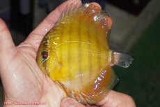 画像1: 【ウィンターセール対象個体】【ワイルドディスカス】【通販】【実は激レア ソリッドイエロー】ウラリアソリッドイエロー　ヤングスター【個体販売】9-11cm（生体）ウラリア産 (1)