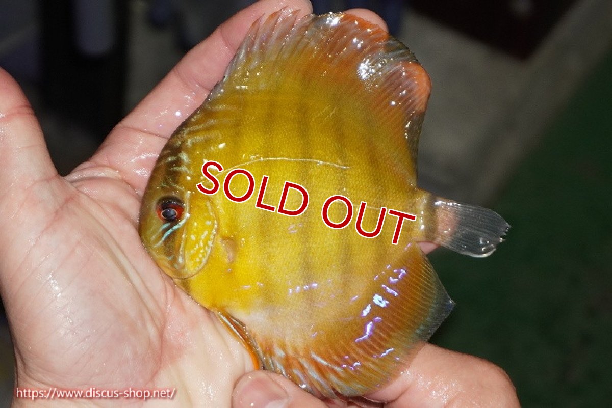 画像2: 【除夜の鐘20260円】【ワイルドディスカス】【通販】【実は激レア ソリッドイエロー】ウラリアソリッドイエロー　ヤングスター【個体販売】9-11cm（生体）ウラリア産【クーポン割引き有り！詳細は説明欄で】 (2)