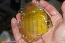 画像2: 【ウィンターセール対象個体】【ワイルドディスカス】【通販】【実は激レア ソリッドイエロー】ウラリアソリッドイエロー　ヤングスター【個体販売】9-11cm（生体）ウラリア産 (2)