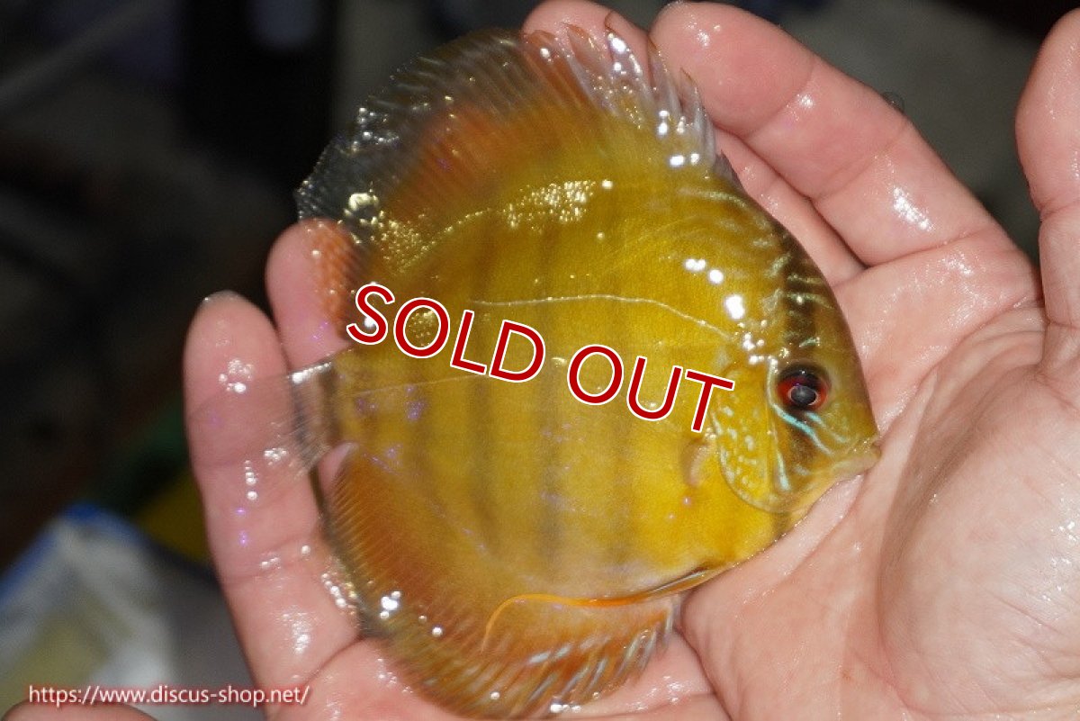 画像3: 【除夜の鐘20260円】【ワイルドディスカス】【通販】【実は激レア ソリッドイエロー】ウラリアソリッドイエロー　ヤングスター【個体販売】9-11cm（生体）ウラリア産【クーポン割引き有り！詳細は説明欄で】 (3)