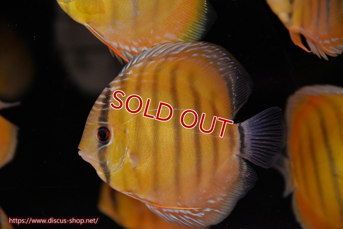 画像1: 【決算セール対象個体】【ワイルドディスカス】【通販】【実は激レア ソリッドイエロー】ウラリアソリッドイエロー　ヤングスター【個体販売】9-11cm（生体）ウラリア産 (1)