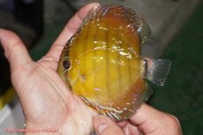 画像1: 【ウィンターセール対象個体】【ワイルドディスカス】【通販】【実は激レア ソリッドイエロー】ウラリアソリッドイエロー　ヤングスター【個体販売】9-11cm（生体）ウラリア産 (1)