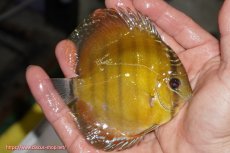 画像2: 【ウィンターセール対象個体】【ワイルドディスカス】【通販】【実は激レア ソリッドイエロー】ウラリアソリッドイエロー　ヤングスター【個体販売】9-11cm（生体）ウラリア産 (2)