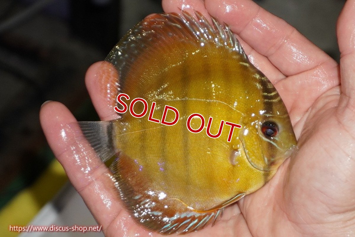 画像3: 【決算セール対象個体】【ワイルドディスカス】【通販】【実は激レア ソリッドイエロー】ウラリアソリッドイエロー　ヤングスター【個体販売】9-11cm（生体）ウラリア産 (3)