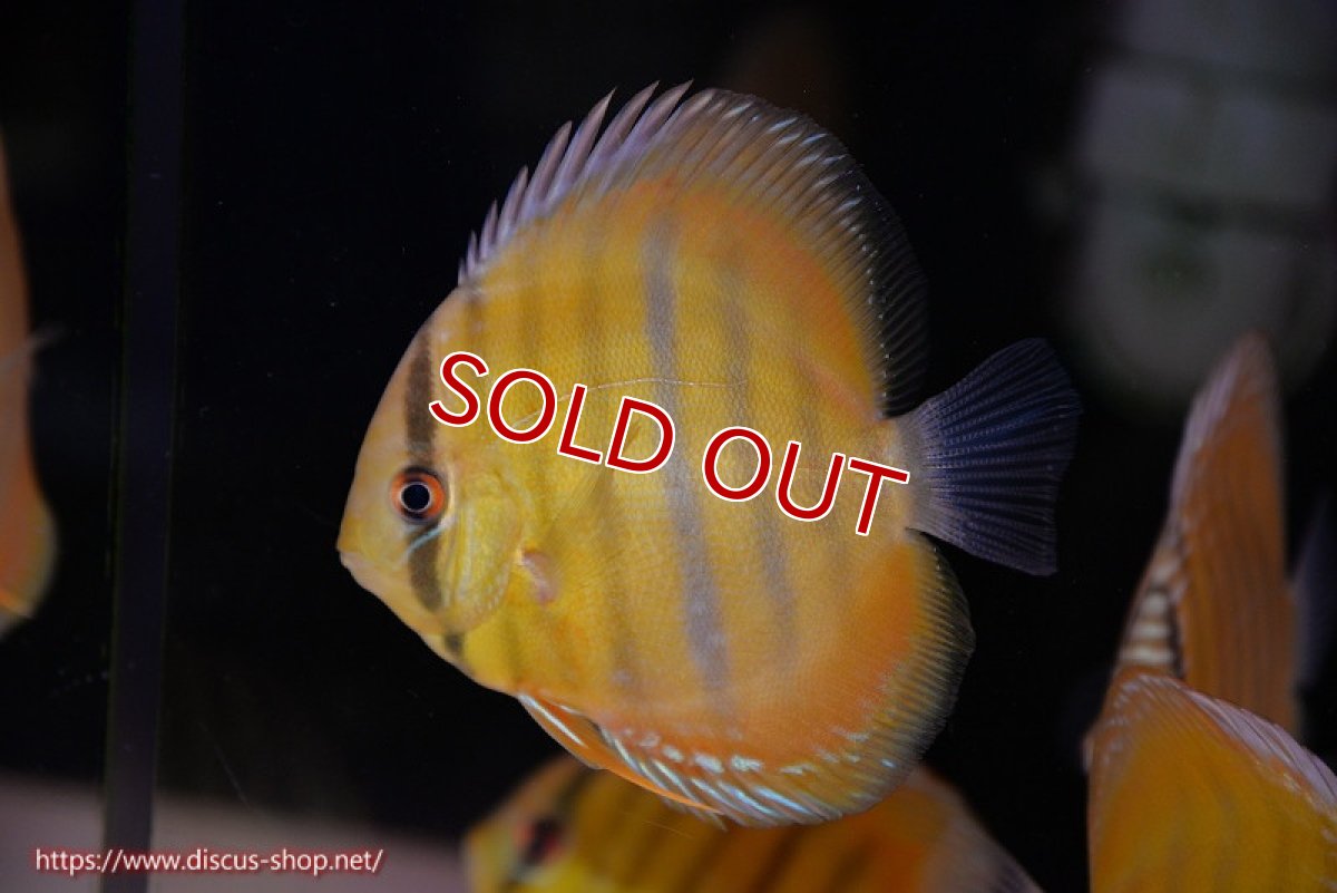 画像1: 【ウィンターセール対象個体】【ワイルドディスカス】【通販】【実は激レア ソリッドイエロー】ウラリアソリッドイエロー　ヤングスター【個体販売】9-11cm（生体）ウラリア産 (1)