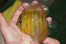 画像1: 【ウィンターセール対象個体】【ワイルドディスカス】【通販】【実は激レア ソリッドイエロー】ウラリアソリッドイエロー　ヤングスター【個体販売】9-11cm（生体）ウラリア産 (1)