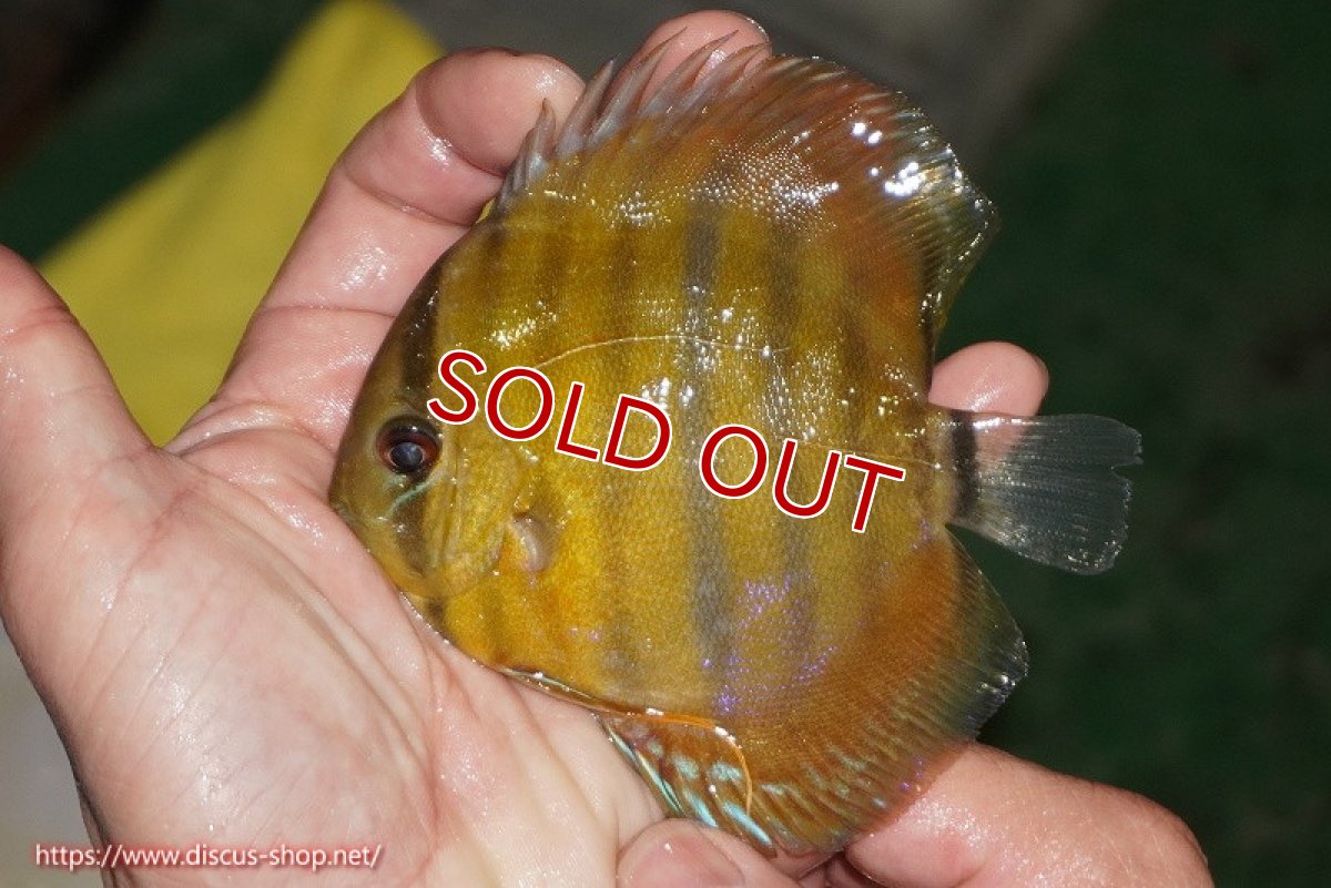 画像2: 【ウィンターセール対象個体】【ワイルドディスカス】【通販】【実は激レア ソリッドイエロー】ウラリアソリッドイエロー　ヤングスター【個体販売】9-11cm（生体）ウラリア産 (2)