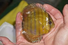 画像2: 【ウィンターセール対象個体】【ワイルドディスカス】【通販】【実は激レア ソリッドイエロー】ウラリアソリッドイエロー　ヤングスター【個体販売】9-11cm（生体）ウラリア産 (2)