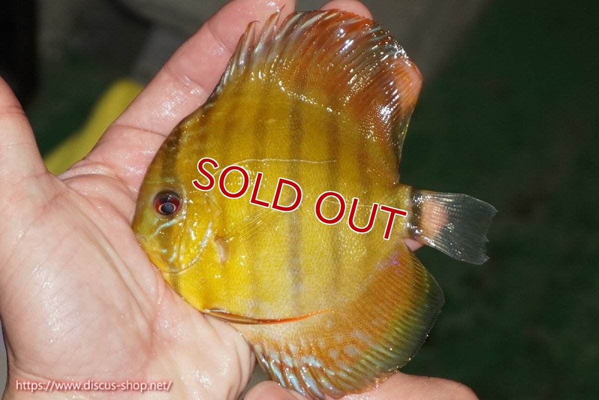 画像1: 【決算セール対象個体】【ワイルドディスカス】【通販】【実は激レア ソリッドイエロー】ウラリアソリッドイエロー　ヤングスター【個体販売】9-11cm（生体）ウラリア産 (1)