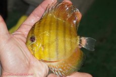 画像1: 【ウィンターセール対象個体】【ワイルドディスカス】【通販】【実は激レア ソリッドイエロー】ウラリアソリッドイエロー　ヤングスター【個体販売】9-11cm（生体）ウラリア産 (1)