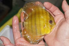 画像2: 【ウィンターセール対象個体】【ワイルドディスカス】【通販】【実は激レア ソリッドイエロー】ウラリアソリッドイエロー　ヤングスター【個体販売】9-11cm（生体）ウラリア産 (2)