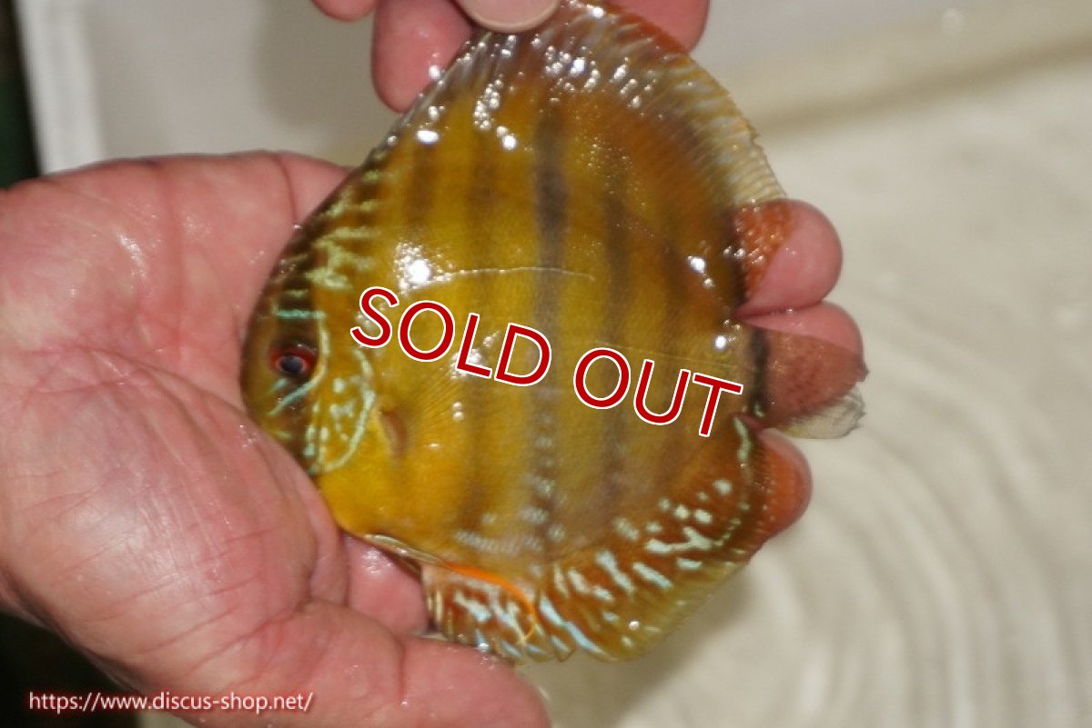 画像1: 【ウィンターセール対象個体】【ワイルドディスカス】【通販】ウラリアソリッドイエローセンターバー　ヤングスター【個体販売】9-11cm（生体）ウラリア産 (1)