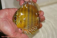 画像1: 【ウィンターセール対象個体】【ワイルドディスカス】【通販】ウラリアソリッドイエローセンターバー　ヤングスター【個体販売】9-11cm（生体）ウラリア産 (1)