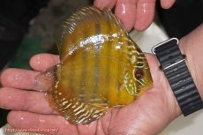 画像2: 【ウィンターセール対象個体】【ワイルドディスカス】【通販】ウラリアソリッドイエローセンターバー　ヤングスター【個体販売】9-11cm（生体）ウラリア産 (2)