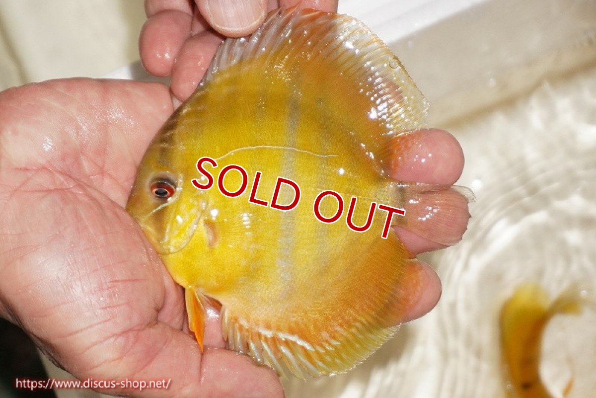 画像1: 【ワイルドディスカス】【通販】ウラリアソリッドイエローセンターバー　ヤングスター【個体販売】9-11cm（生体）ウラリア産 (1)
