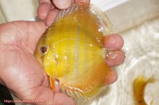 画像1: 【ウィンターセール対象個体】【ワイルドディスカス】【通販】ウラリアソリッドイエローセンターバー　ヤングスター【個体販売】9-11cm（生体）ウラリア産 (1)