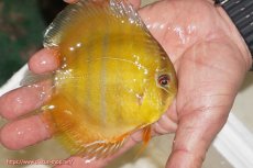 画像2: 【ウィンターセール対象個体】【ワイルドディスカス】【通販】ウラリアソリッドイエローセンターバー　ヤングスター【個体販売】9-11cm（生体）ウラリア産 (2)