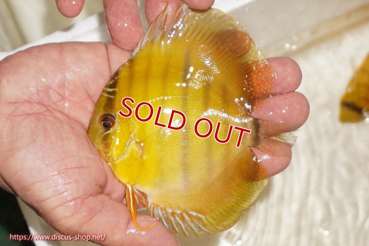 画像1: 【決算セール対象個体】【ワイルドディスカス】【通販】ウラリアソリッドイエローセンターバー　ヤングスター【個体販売】9-11cm（生体）ウラリア産 (1)