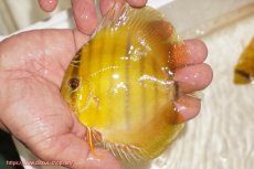 画像1: 【ウィンターセール対象個体】【ワイルドディスカス】【通販】ウラリアソリッドイエローセンターバー　ヤングスター【個体販売】9-11cm（生体）ウラリア産 (1)