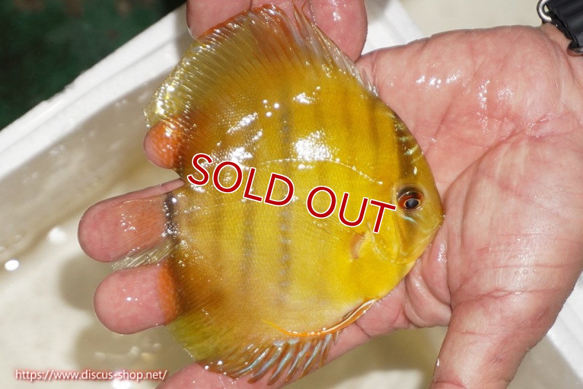 画像2: 【決算セール対象個体】【ワイルドディスカス】【通販】ウラリアソリッドイエローセンターバー　ヤングスター【個体販売】9-11cm（生体）ウラリア産 (2)