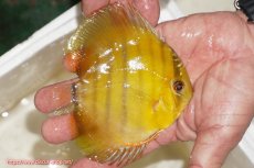 画像2: 【ウィンターセール対象個体】【ワイルドディスカス】【通販】ウラリアソリッドイエローセンターバー　ヤングスター【個体販売】9-11cm（生体）ウラリア産 (2)