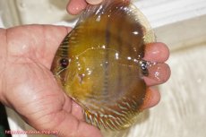 画像1: 【ウィンターセール対象個体】【ワイルドディスカス】【通販】ウラリアソリッドイエローセンターバー　ヤングスター【個体販売】9-11cm（生体）ウラリア産 (1)