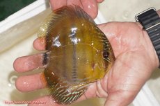 画像2: 【ウィンターセール対象個体】【ワイルドディスカス】【通販】ウラリアソリッドイエローセンターバー　ヤングスター【個体販売】9-11cm（生体）ウラリア産 (2)