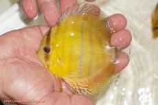 画像1: 【ウィンターセール対象個体】【ワイルドディスカス】【通販】ウラリアソリッドイエローセンターバー　ヤングスター【個体販売】9-11cm（生体）ウラリア産 (1)