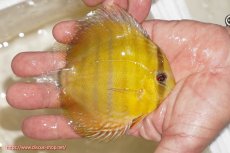 画像2: 【ウィンターセール対象個体】【ワイルドディスカス】【通販】ウラリアソリッドイエローセンターバー　ヤングスター【個体販売】9-11cm（生体）ウラリア産 (2)