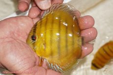 画像1: 【ウィンターセール対象個体】【ワイルドディスカス】【通販】ウラリアソリッドイエローセンターバー　ヤングスター【個体販売】9-11cm（生体）ウラリア産 (1)