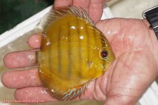 画像2: 【ウィンターセール対象個体】【ワイルドディスカス】【通販】ウラリアソリッドイエローセンターバー　ヤングスター【個体販売】9-11cm（生体）ウラリア産 (2)